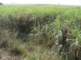 Sugarcane price fixed at Rs 476 per quintal